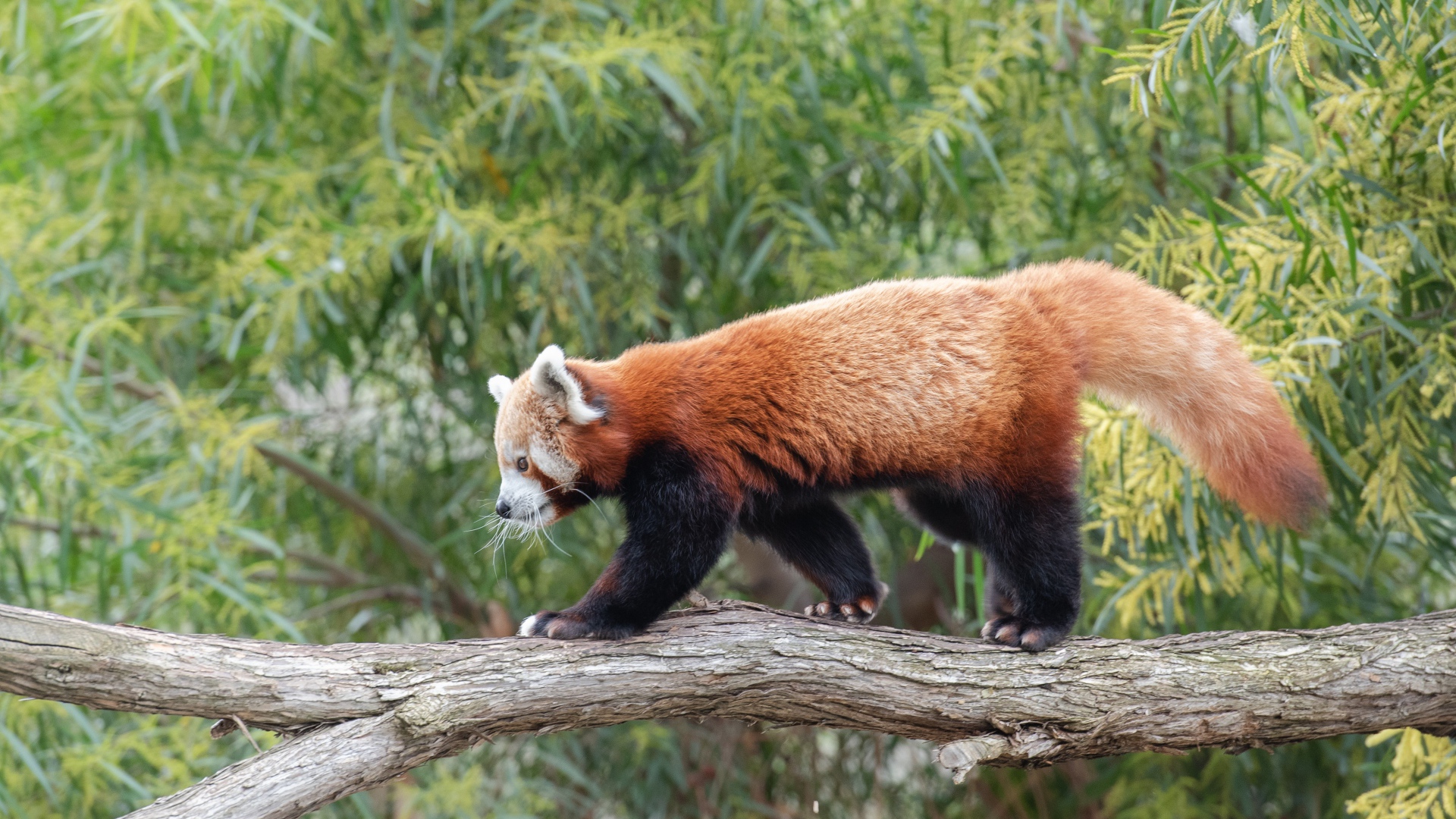 Red panda walking on a tree