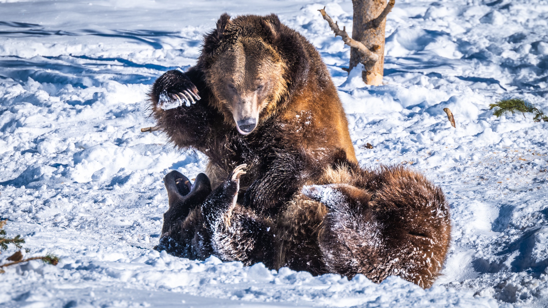 Два бурых медведя дерутся на снегу