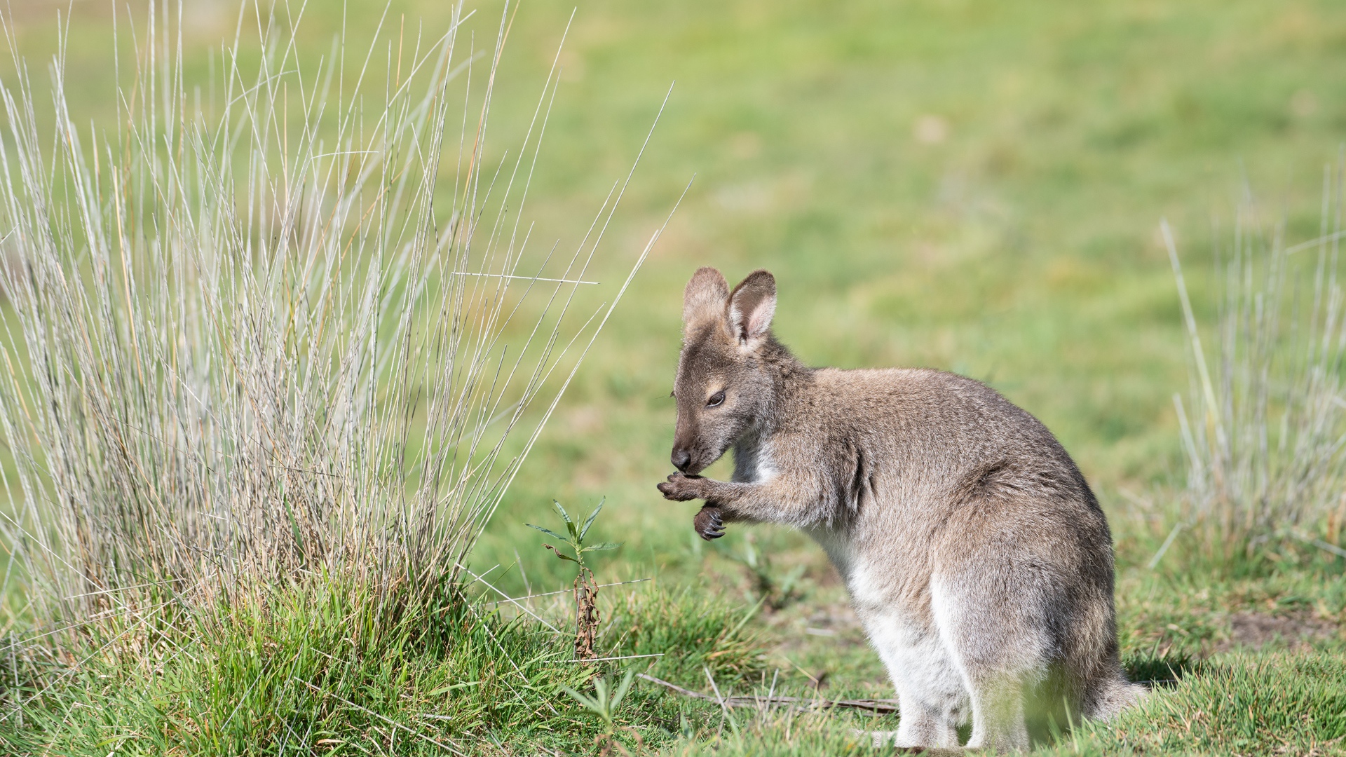 Серый кенгуру сидит на зеленой траве