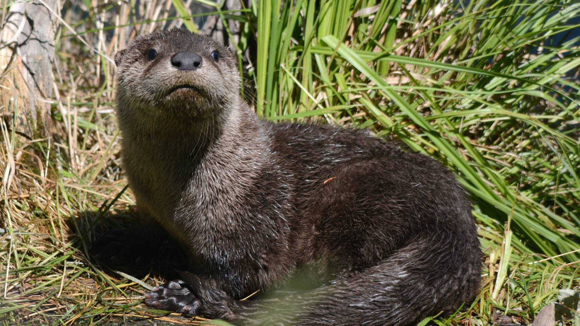Молодая выдра в камышах у воды