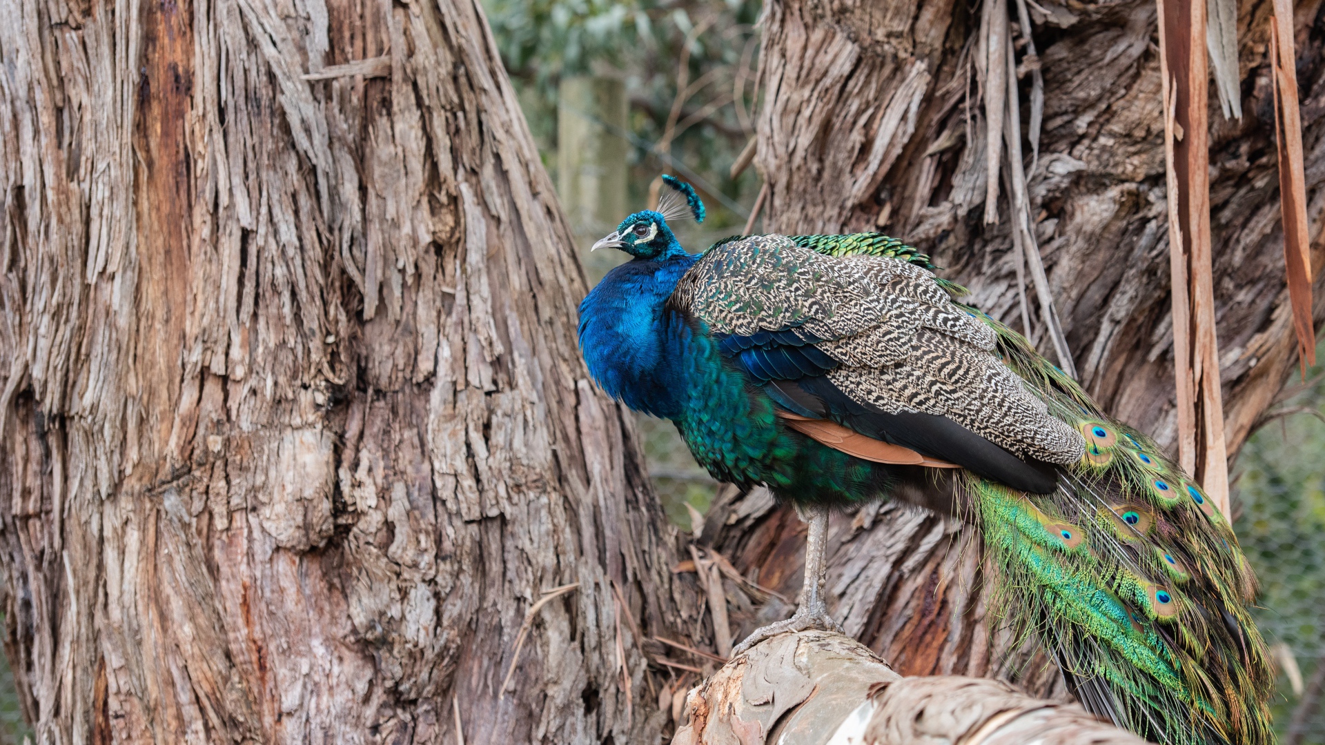 Большой фазан сидит на дереве