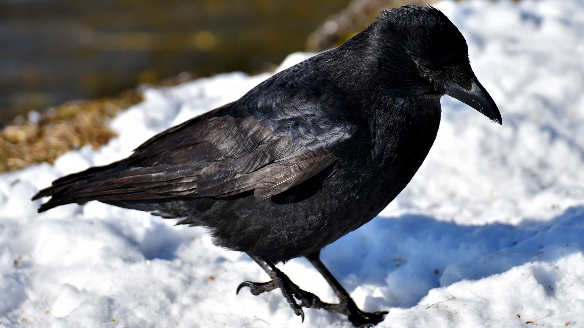Черный ворон стоит на холодном снегу 