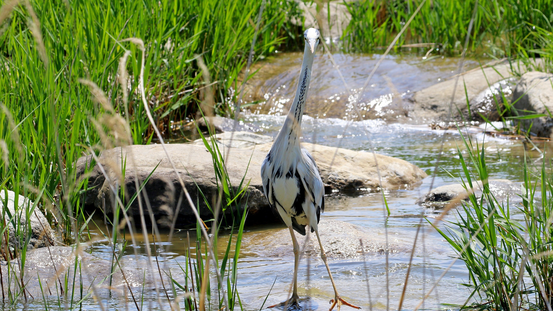 Серая цапля стоит в воде на камне