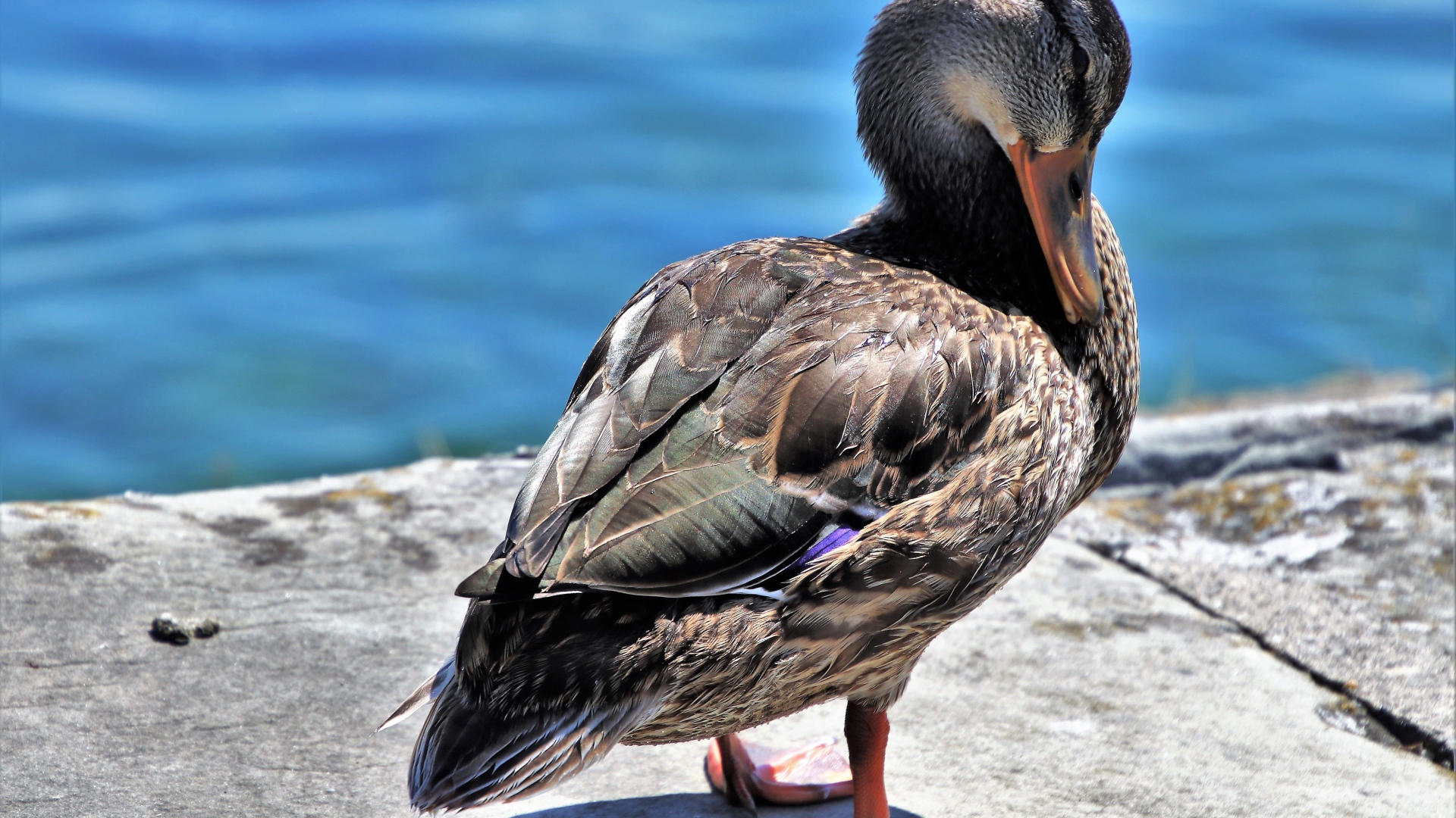 Дикая серая утка стоит у воды 