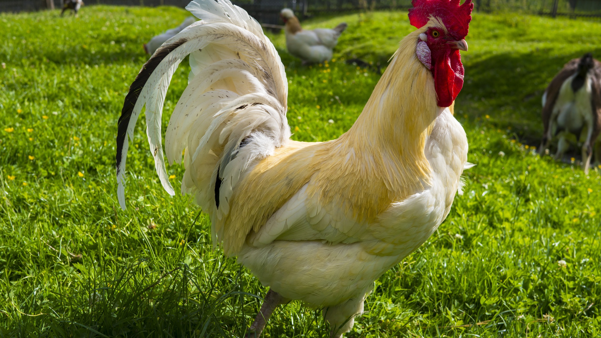 Красивый белый домашний петух на зеленой траве 