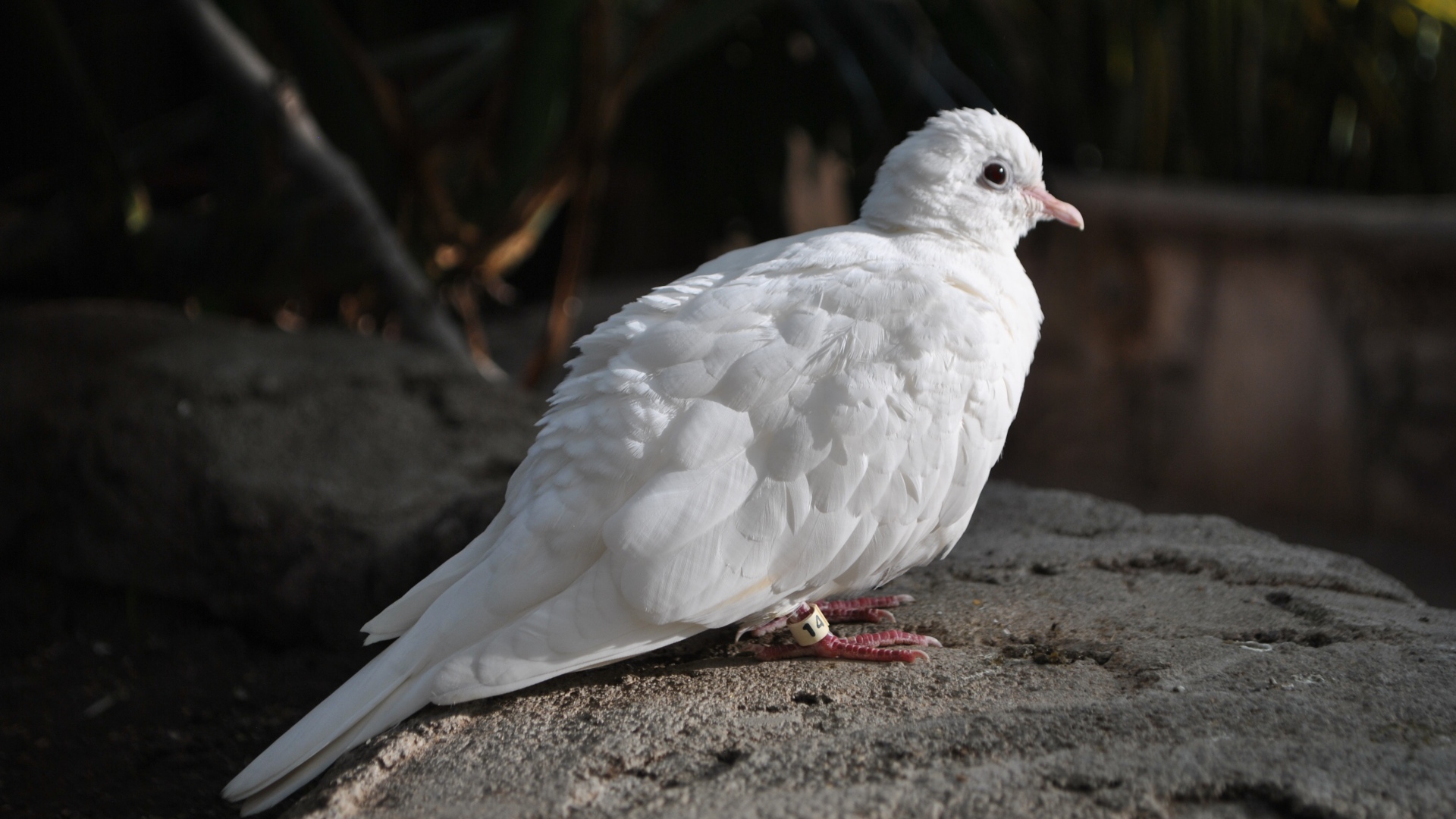Красивый белый голубь сидит на камне