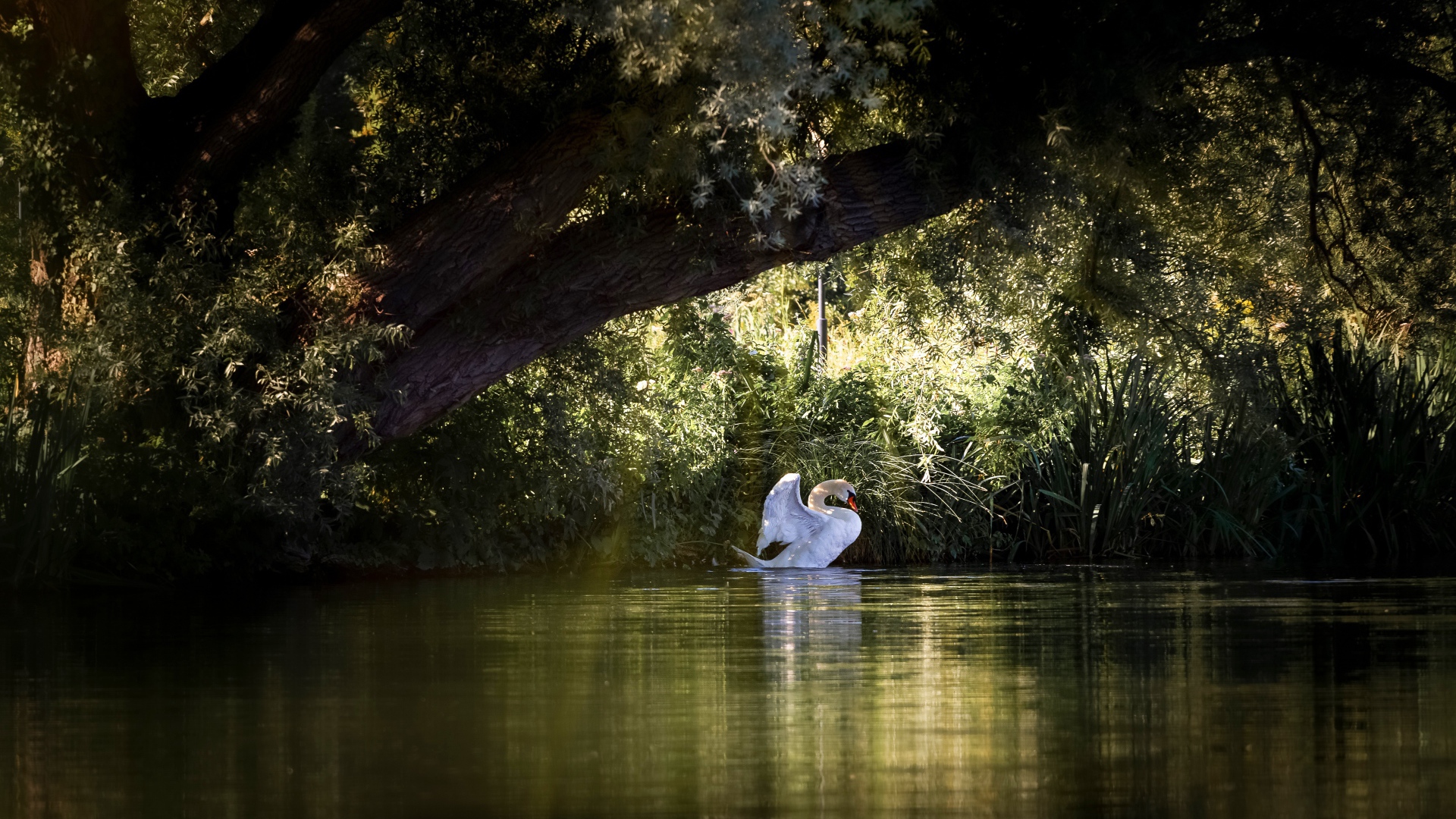 Красивый белый лебедь на пруду 