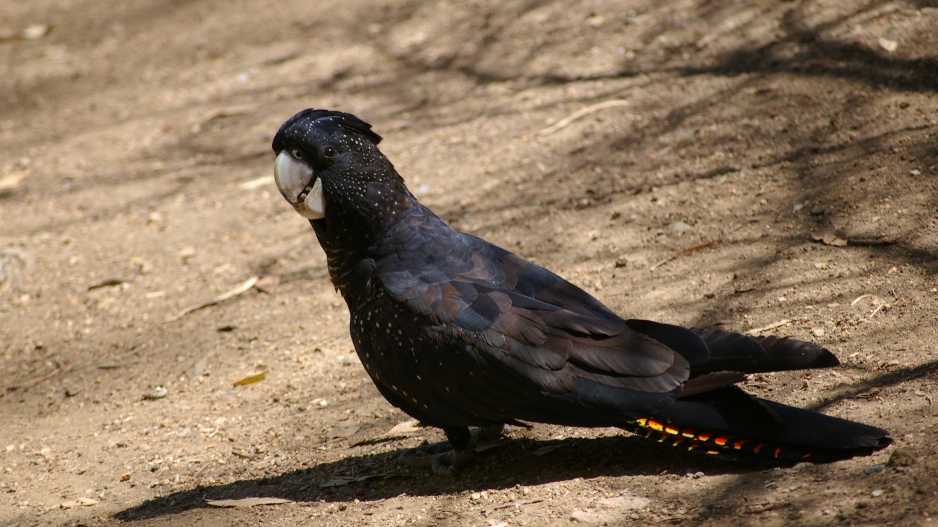 Большой черный какаду стоит на земле 