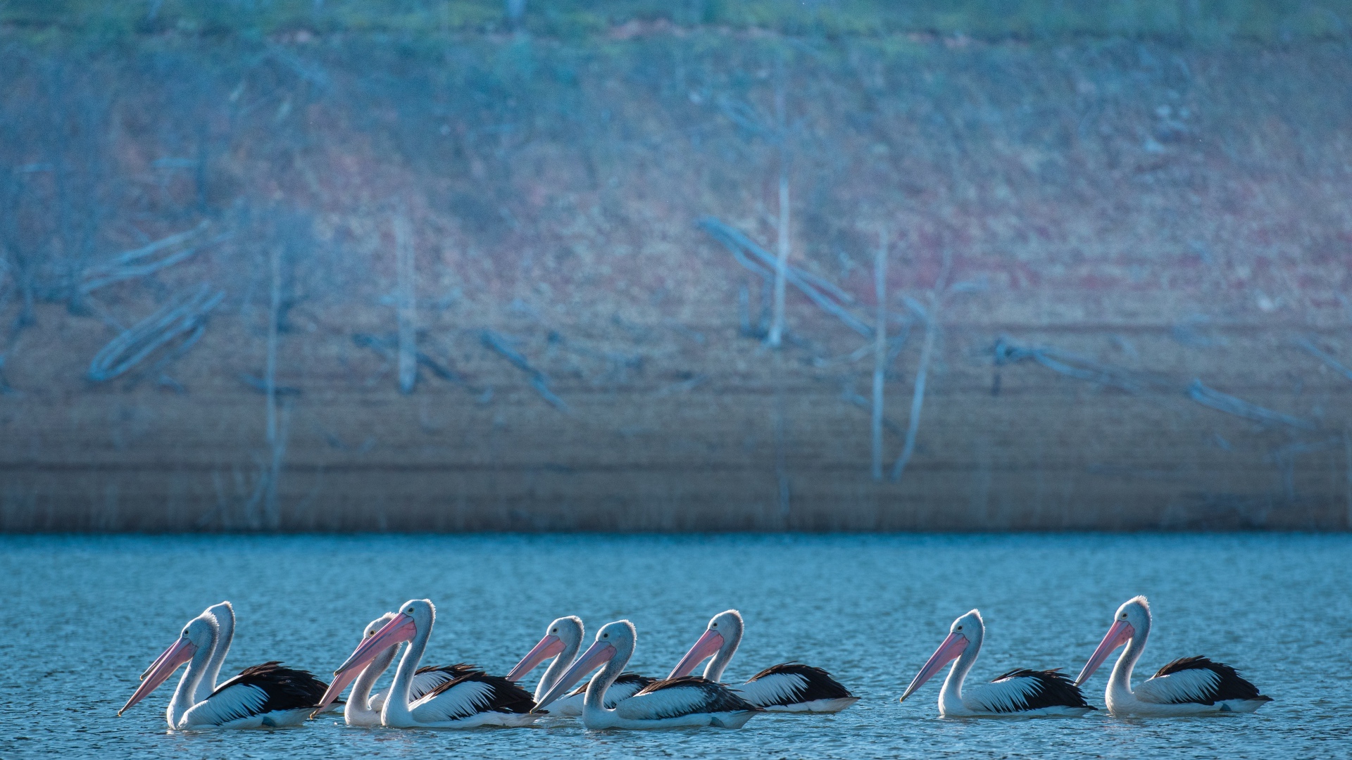Большие пеликаны в воде 