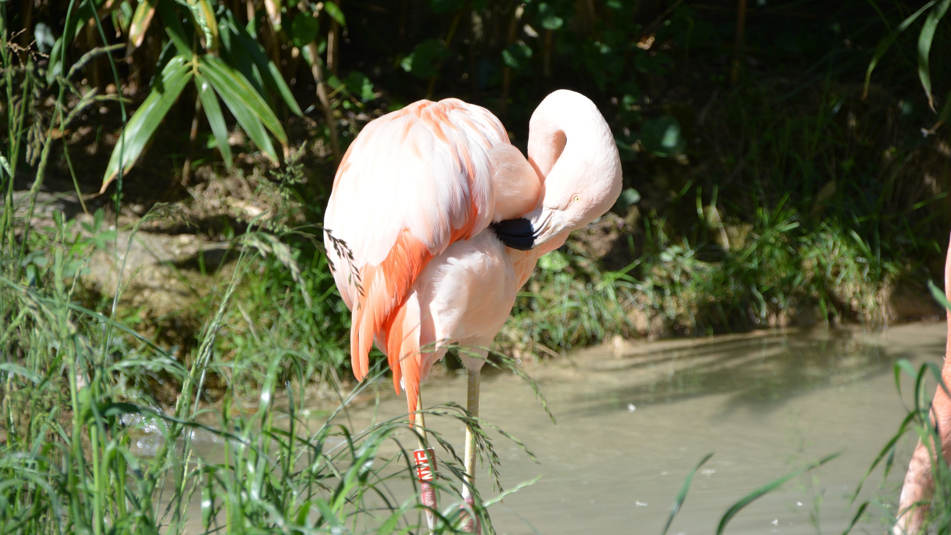 Большой розовый фламинго стоит в воде