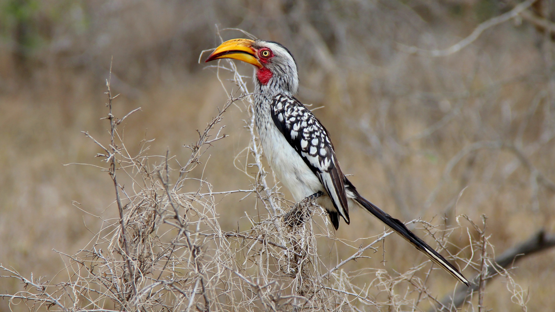 Большая  птица носорог сидит на ветке 