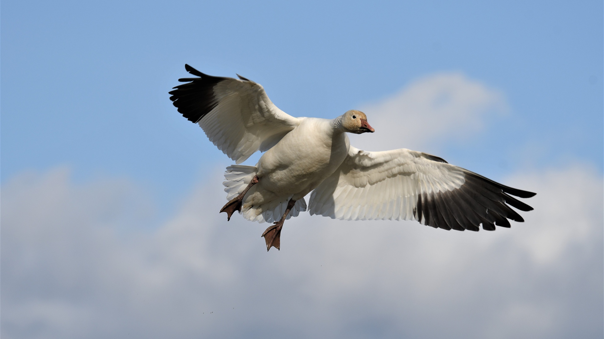 Большой белый гусь летит в небе 