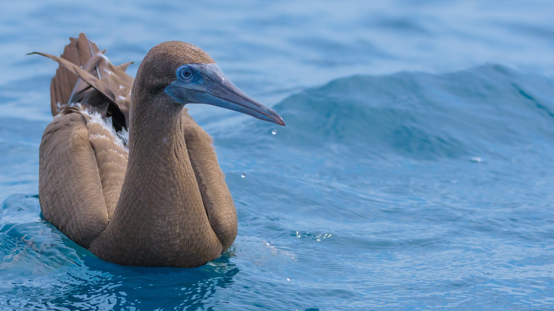 Птица Бурая олуша в воде