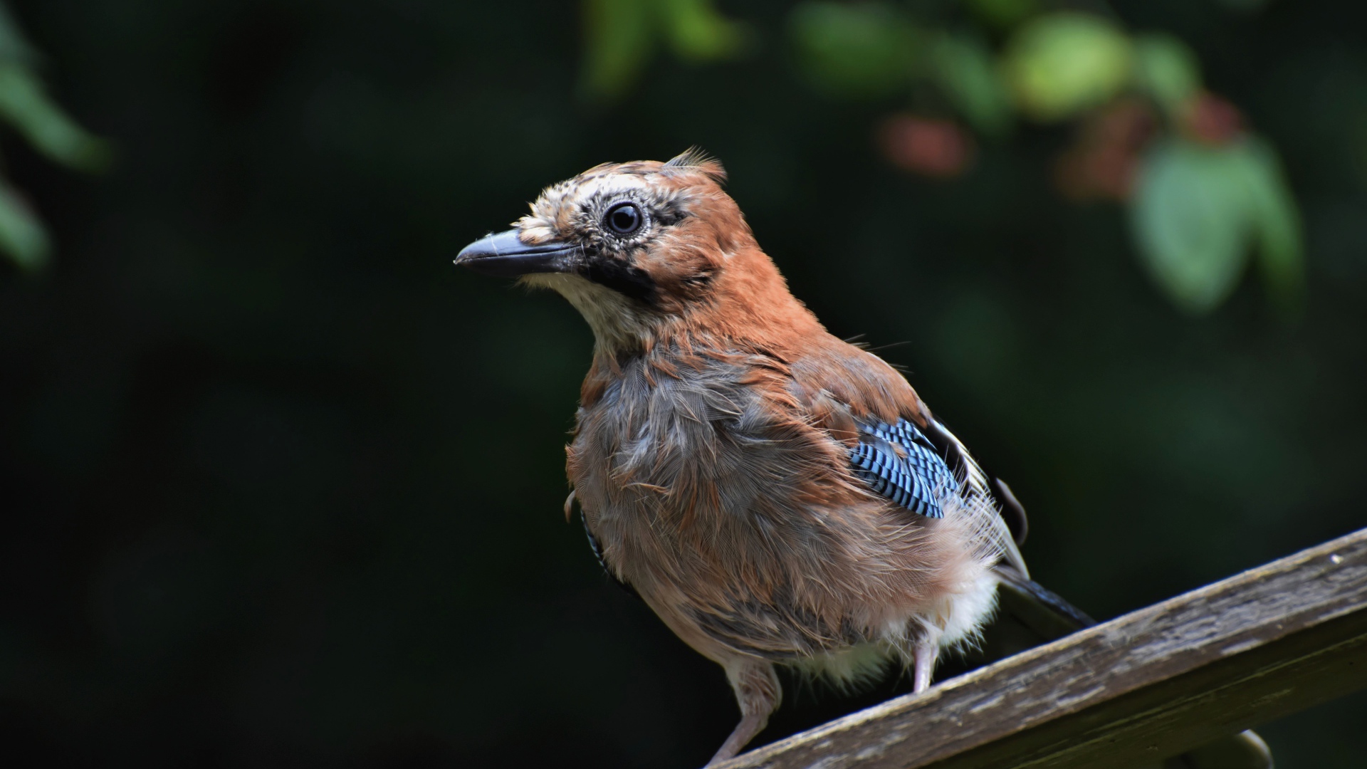 Коричневая сойка сидит на деревянной доске