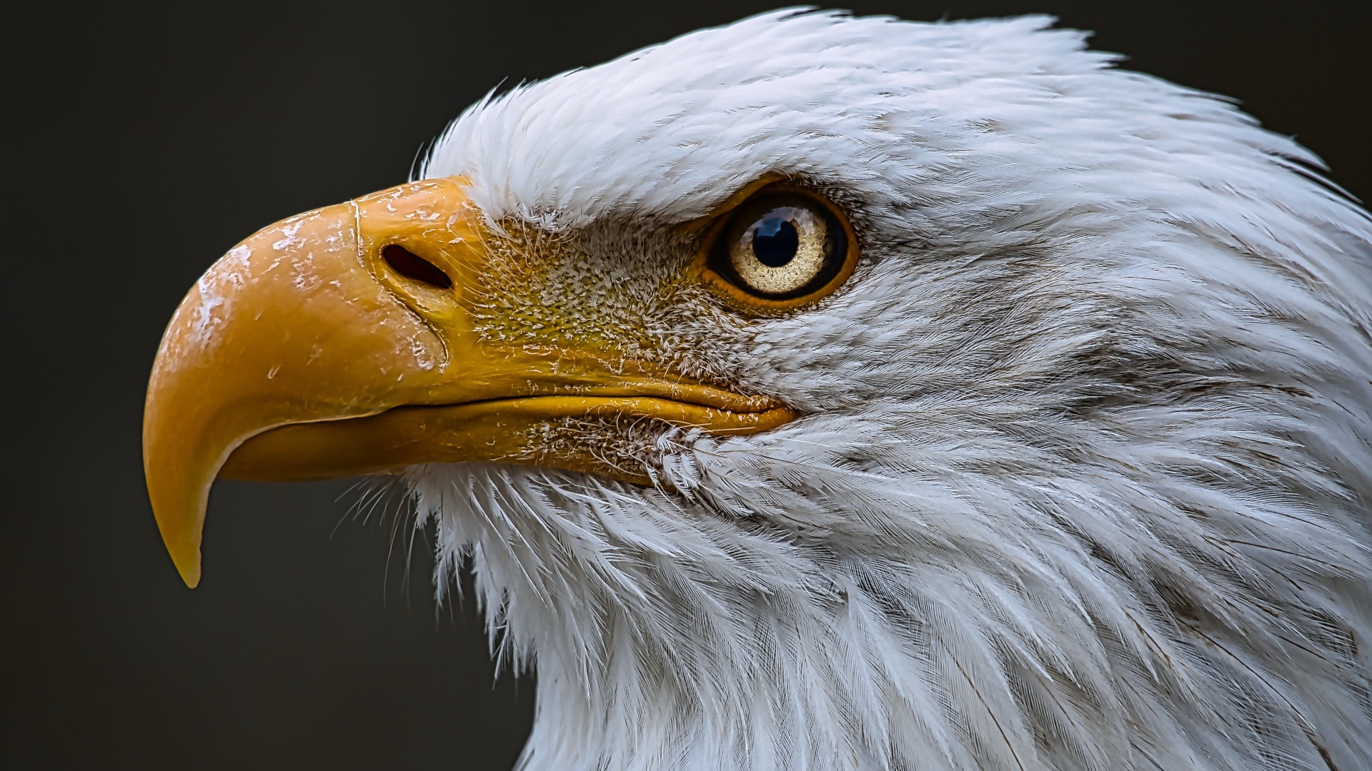 Голова орлана с острым желтым клювом 