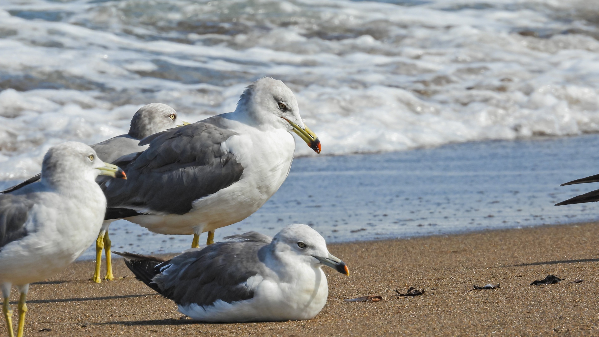Четыре чайки сидят на песке у моря