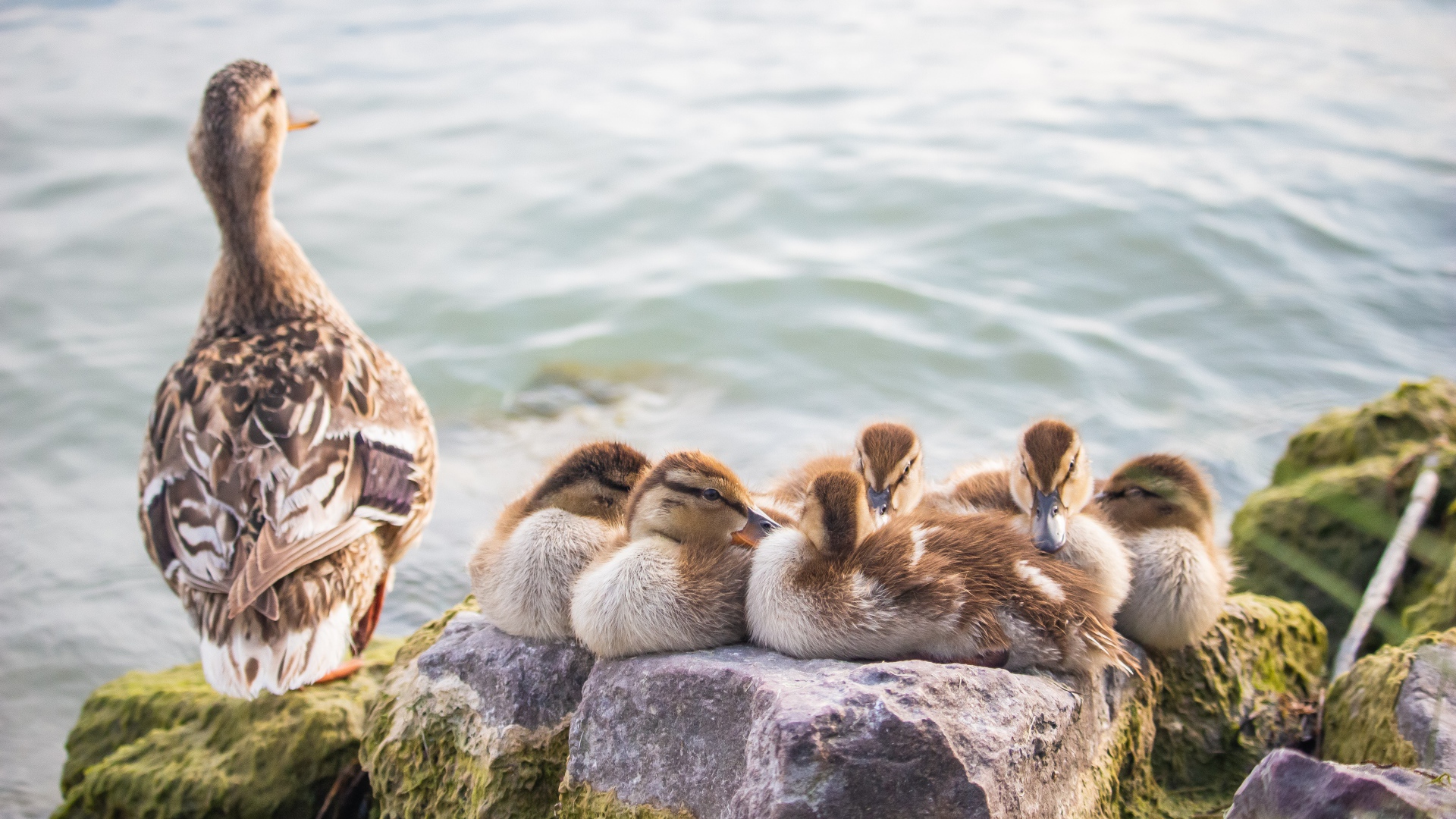 Серая утка с утятами на камне
