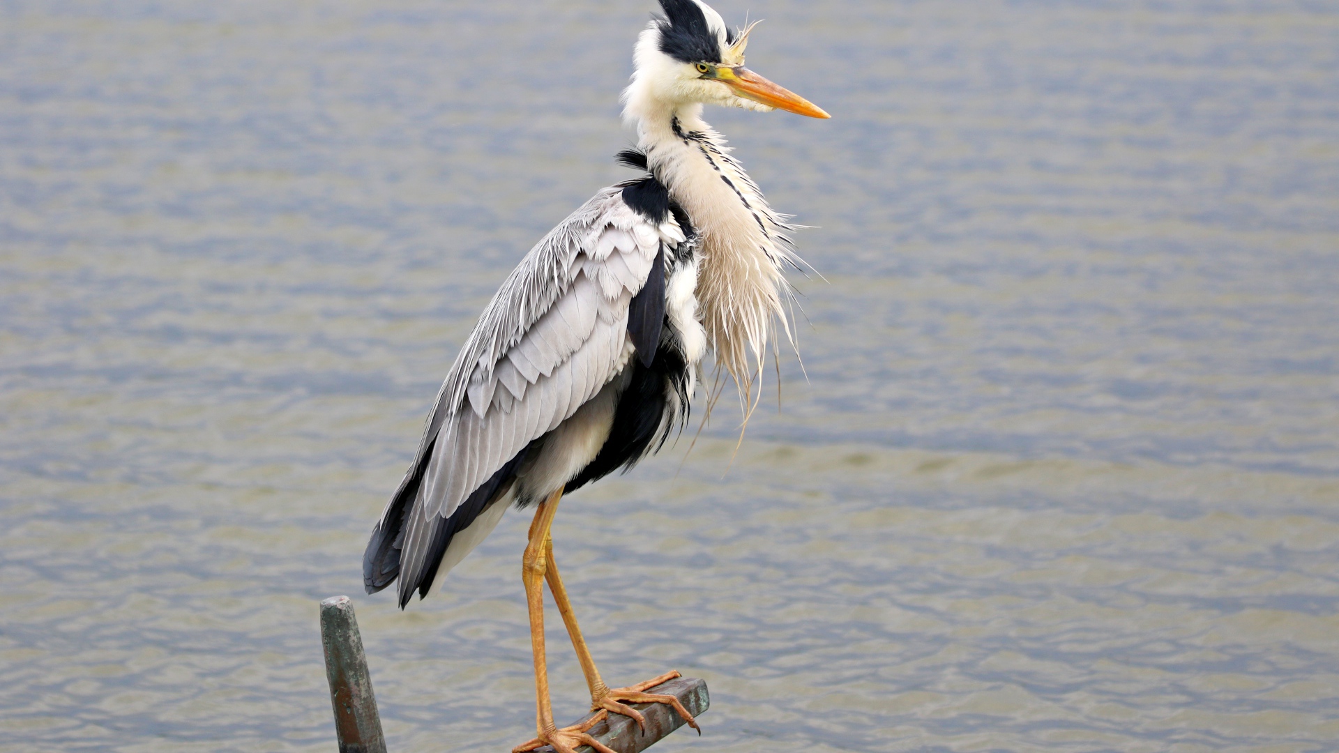 Серая цапля стоит на поручне на фоне воды