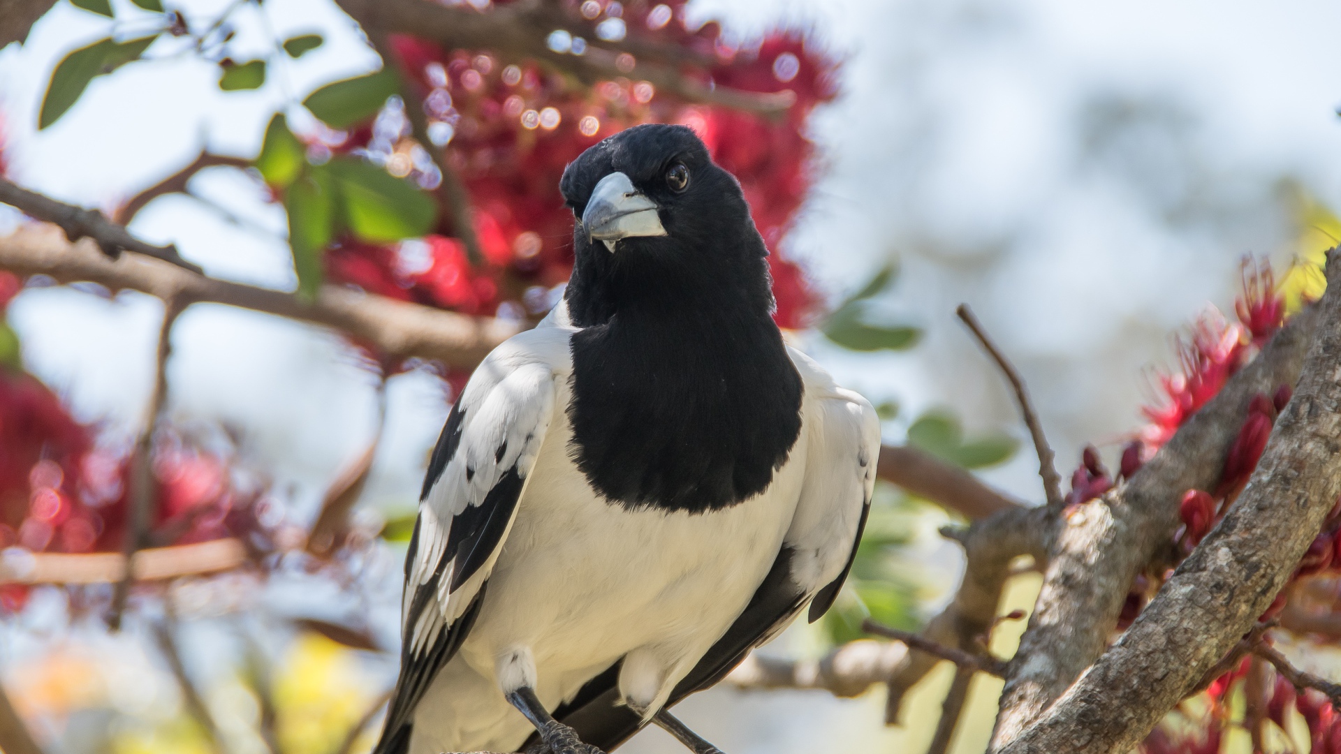 Большая черно-белая сорока сидит на ветке дерева 