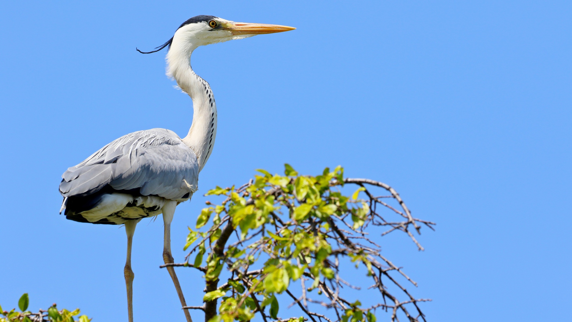 Большая цапля стоит на дереве на фоне голубого неба 