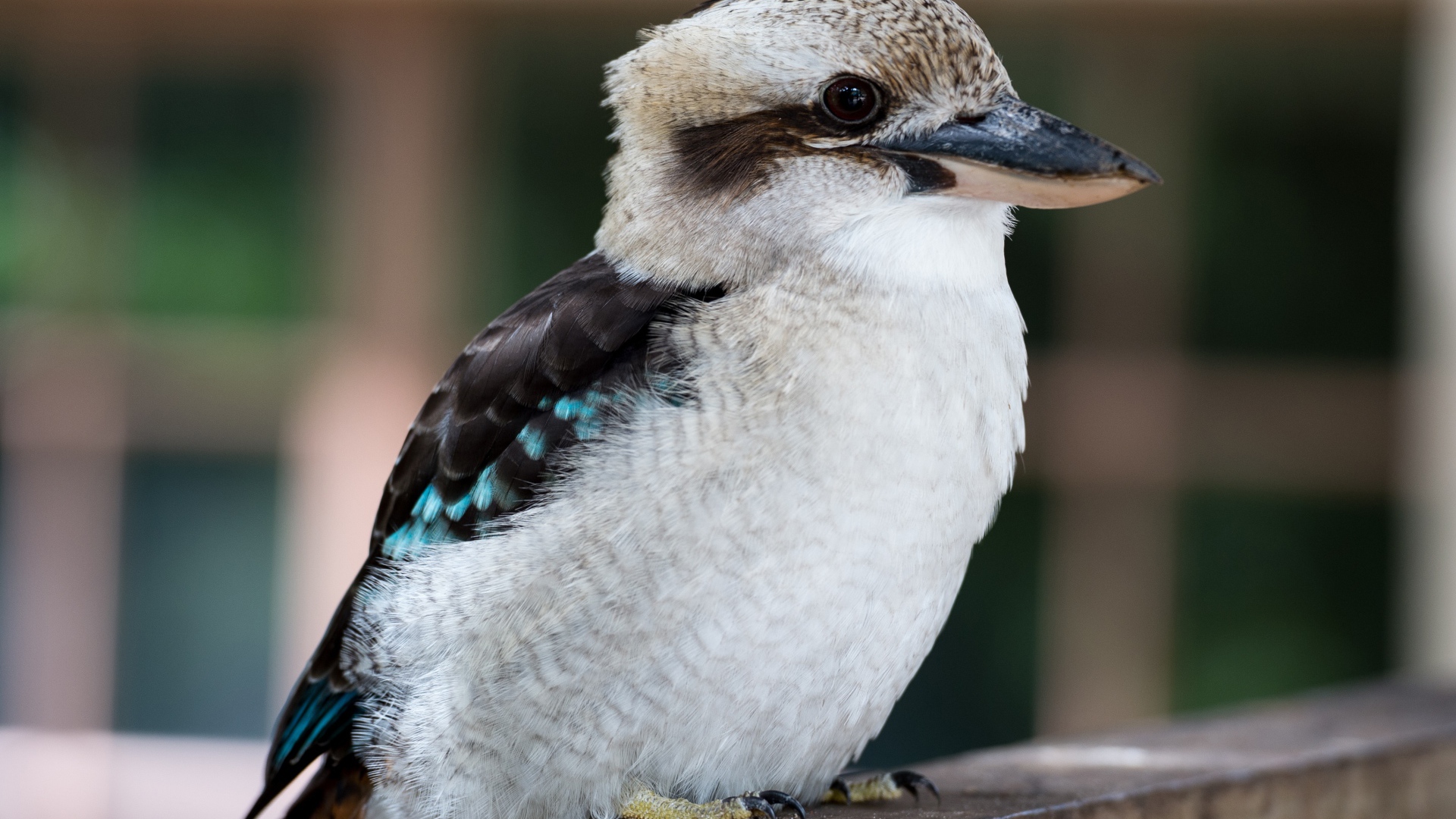 Птица Кукабара сидит на ветке дерева
