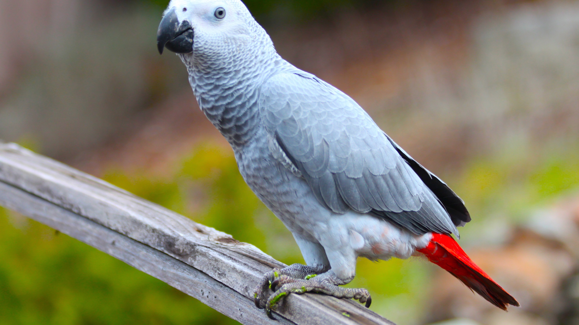 Большой серый попугай жако на ветке 