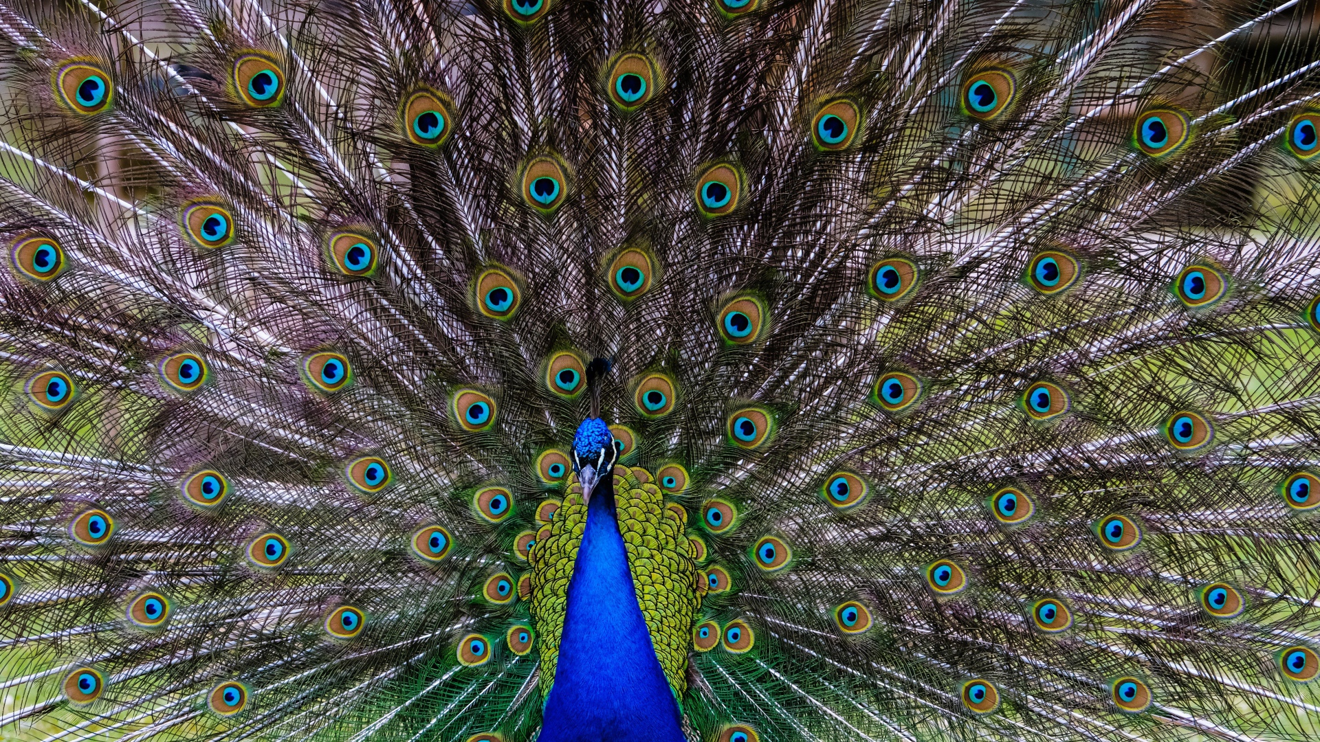 Большой павлин с красивым хвостом 