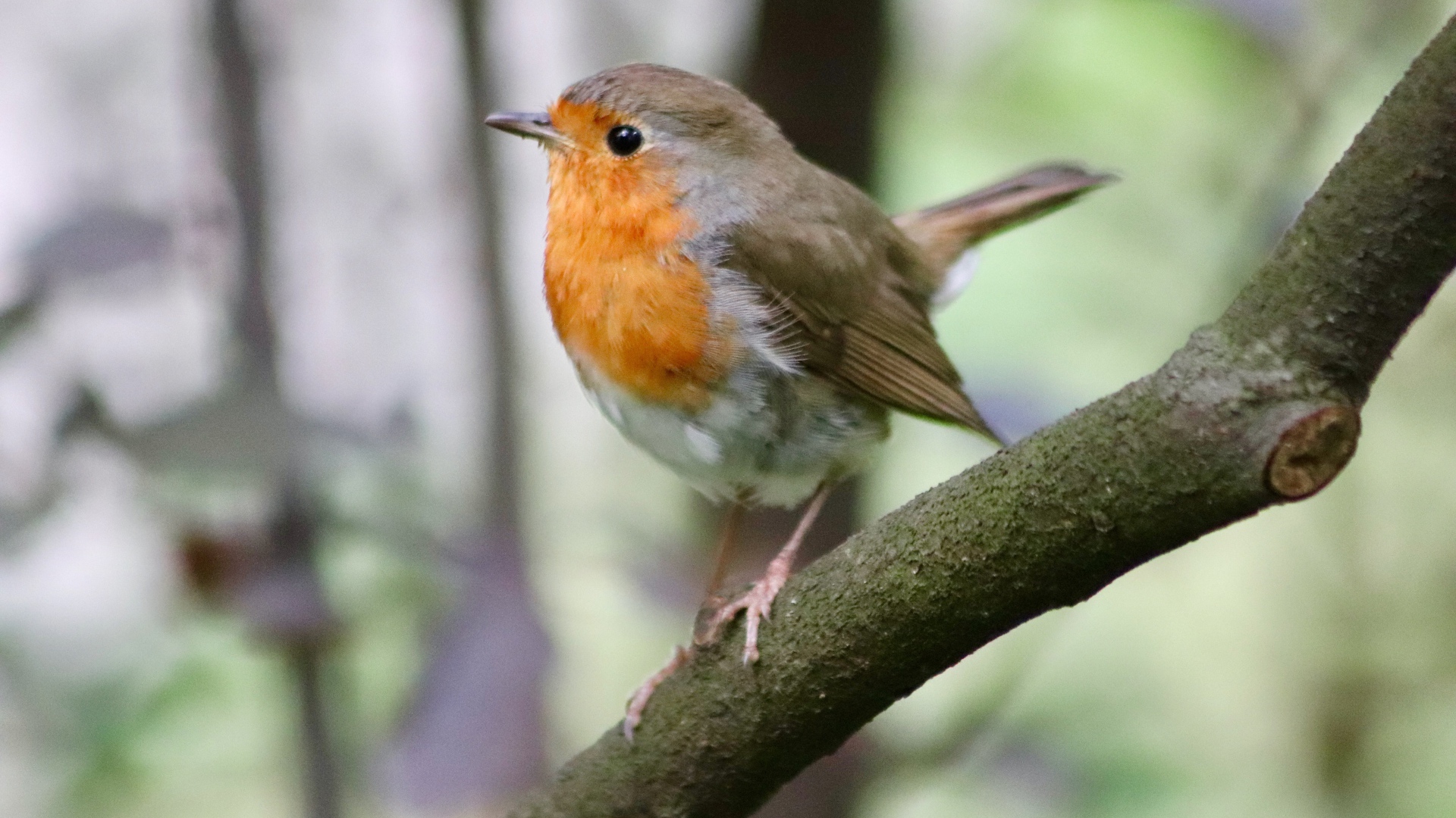Маленькая птичка с черными глазами сидит на ветке