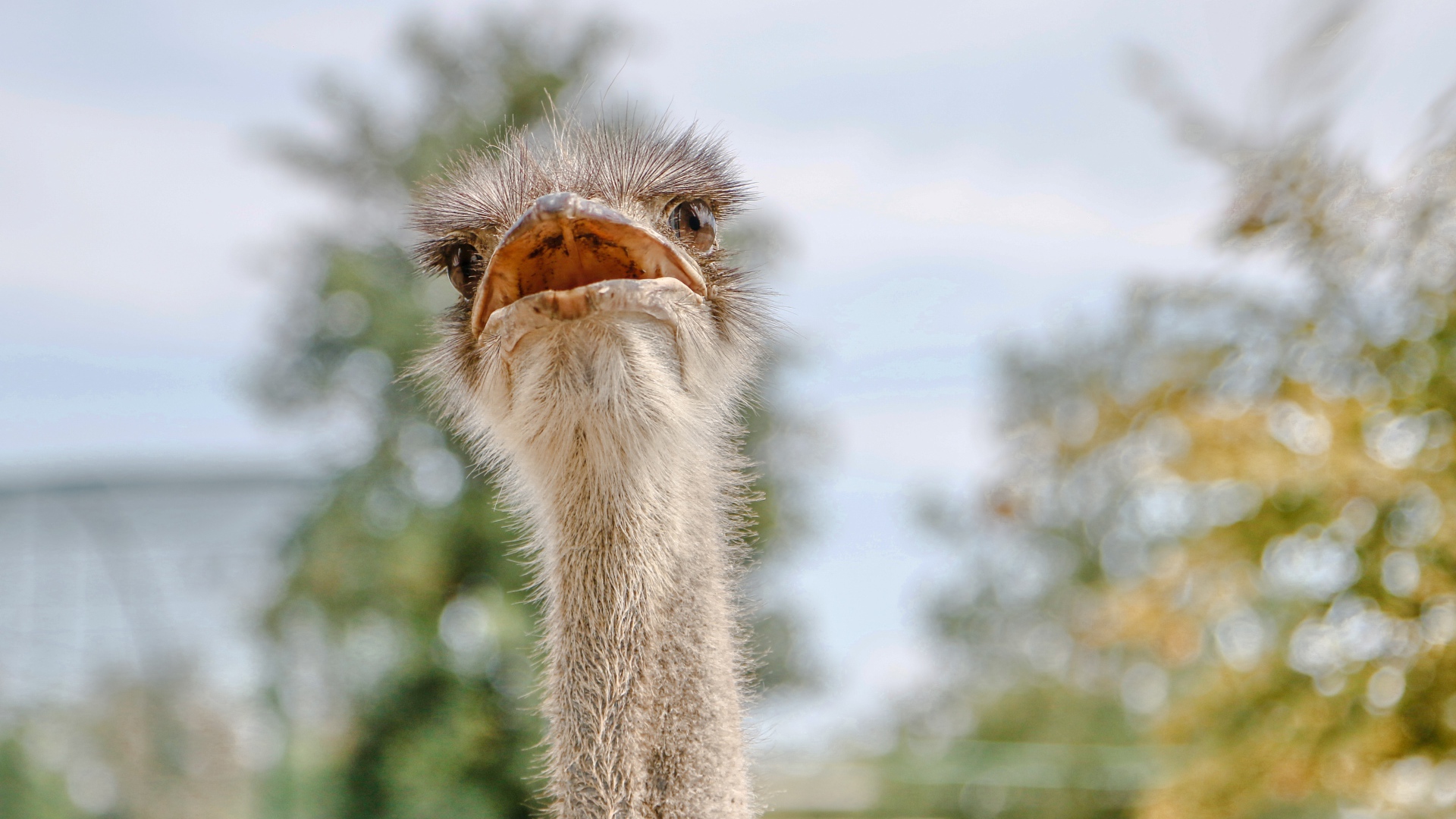 Голова страуса с открытым клювом 