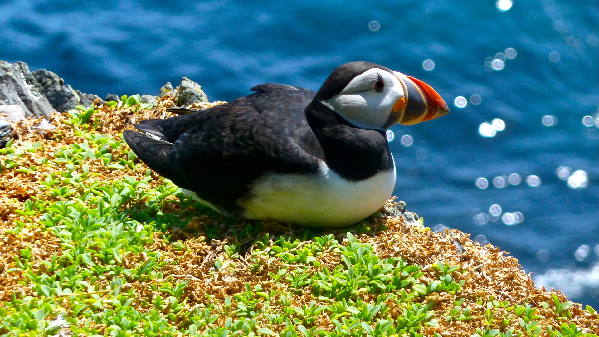 Птица тупик сидит у воды на траве