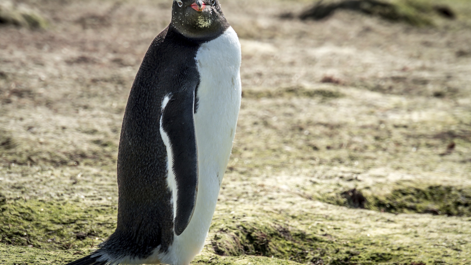 Большой пингвин стоит на земле 