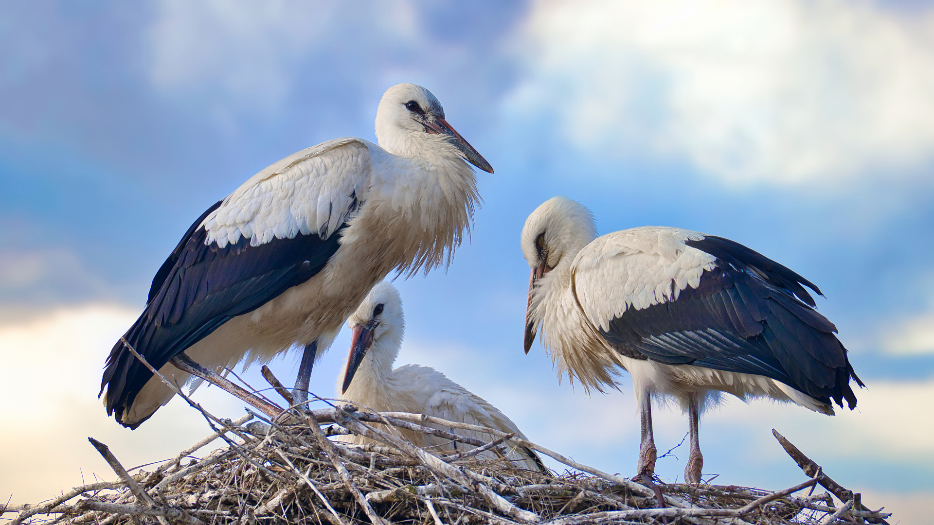 Три красивых аиста в гнезде 