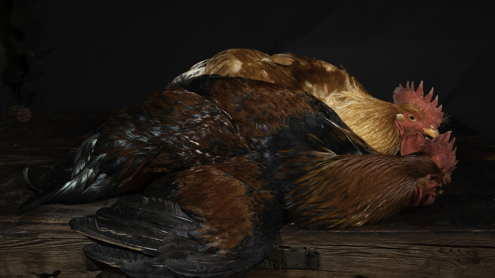 Два коричневых петуха на столе 