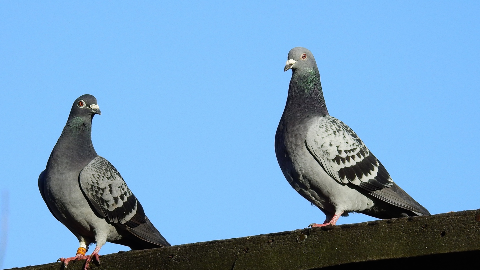 Два голубя сидят на крыше на фоне голубого неба