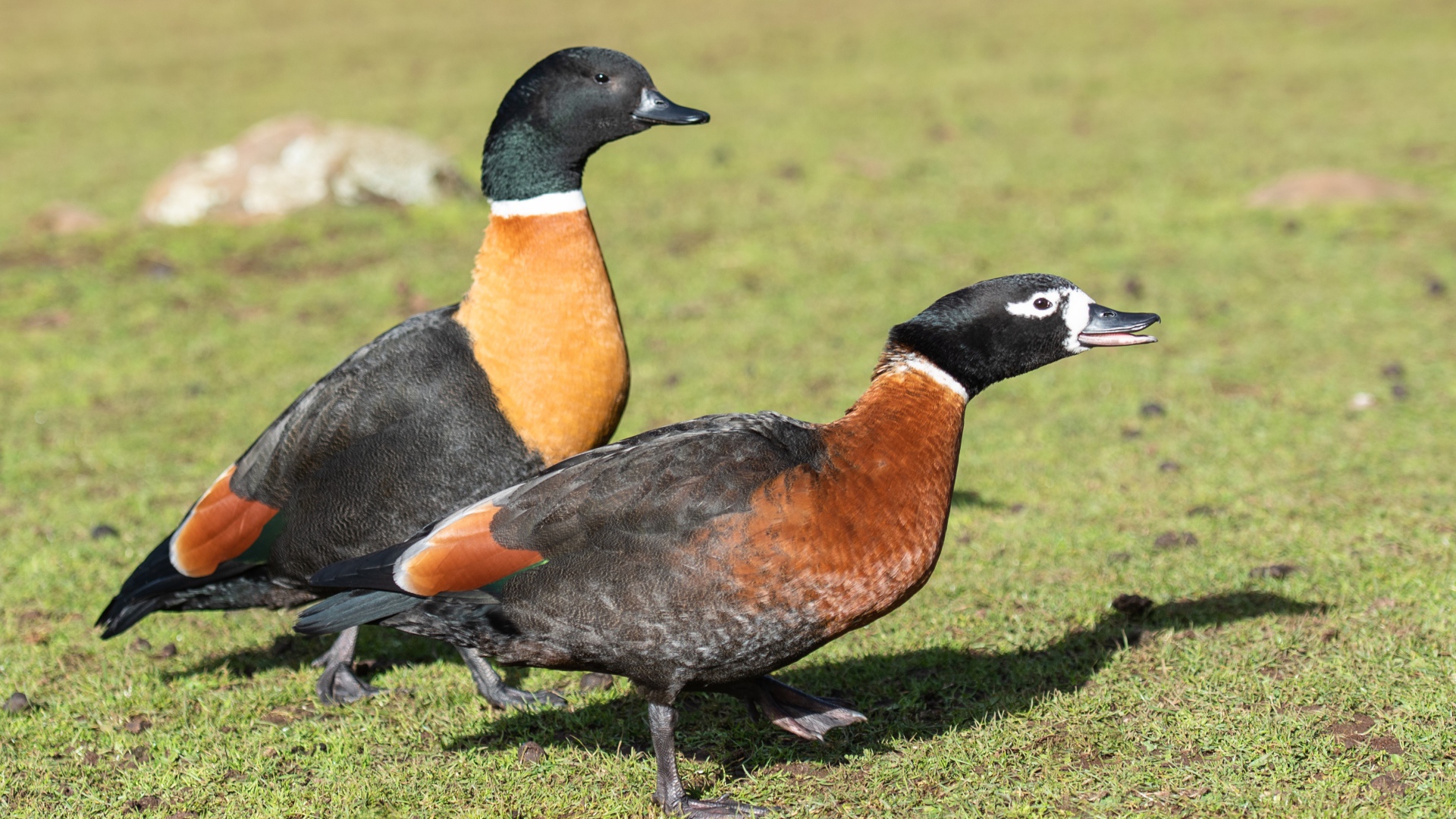 Две дикие утки на зеленой траве