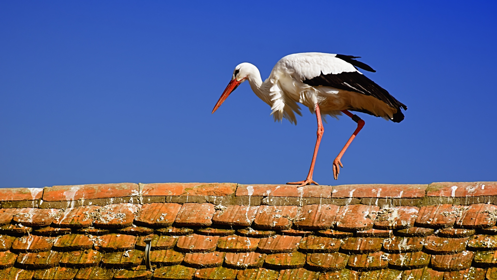 Белый аист гуляет по крыше 