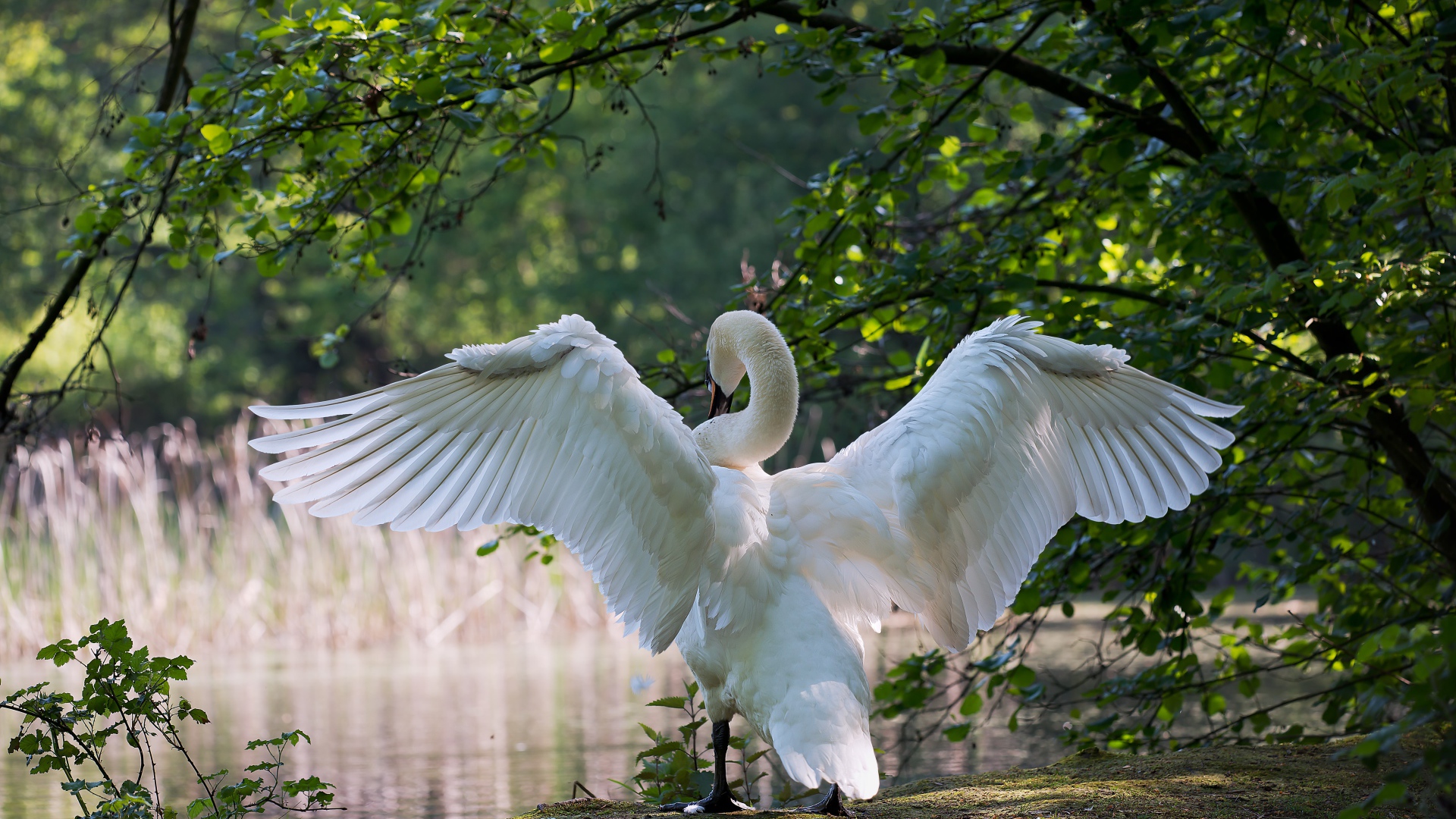 Белый лебедь расправил крылья у пруда