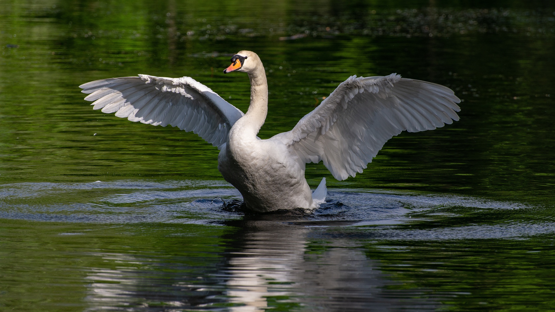 Белый лебедь взлетает с воды 