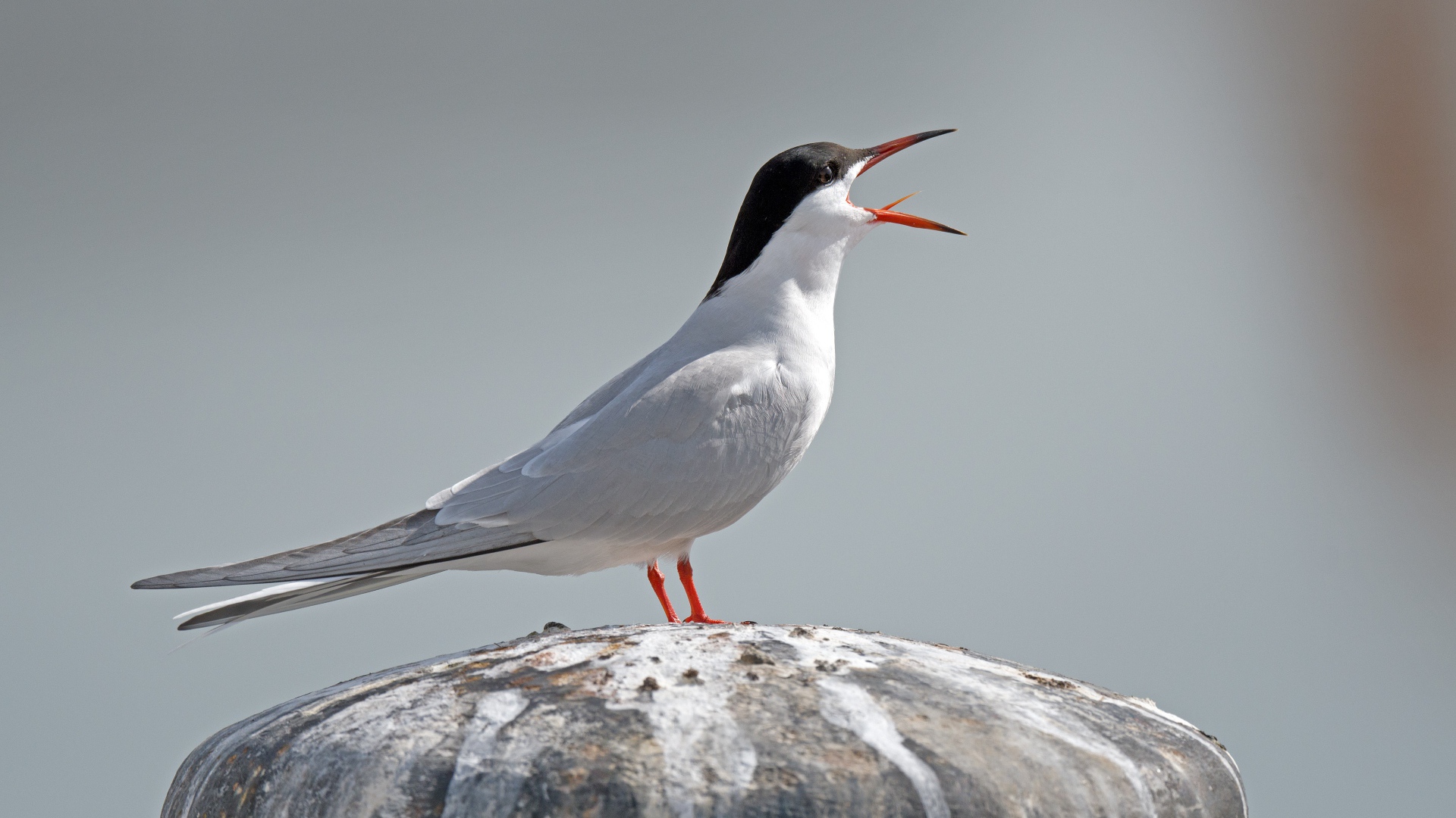 Белая крачка с открытым клювом на камне