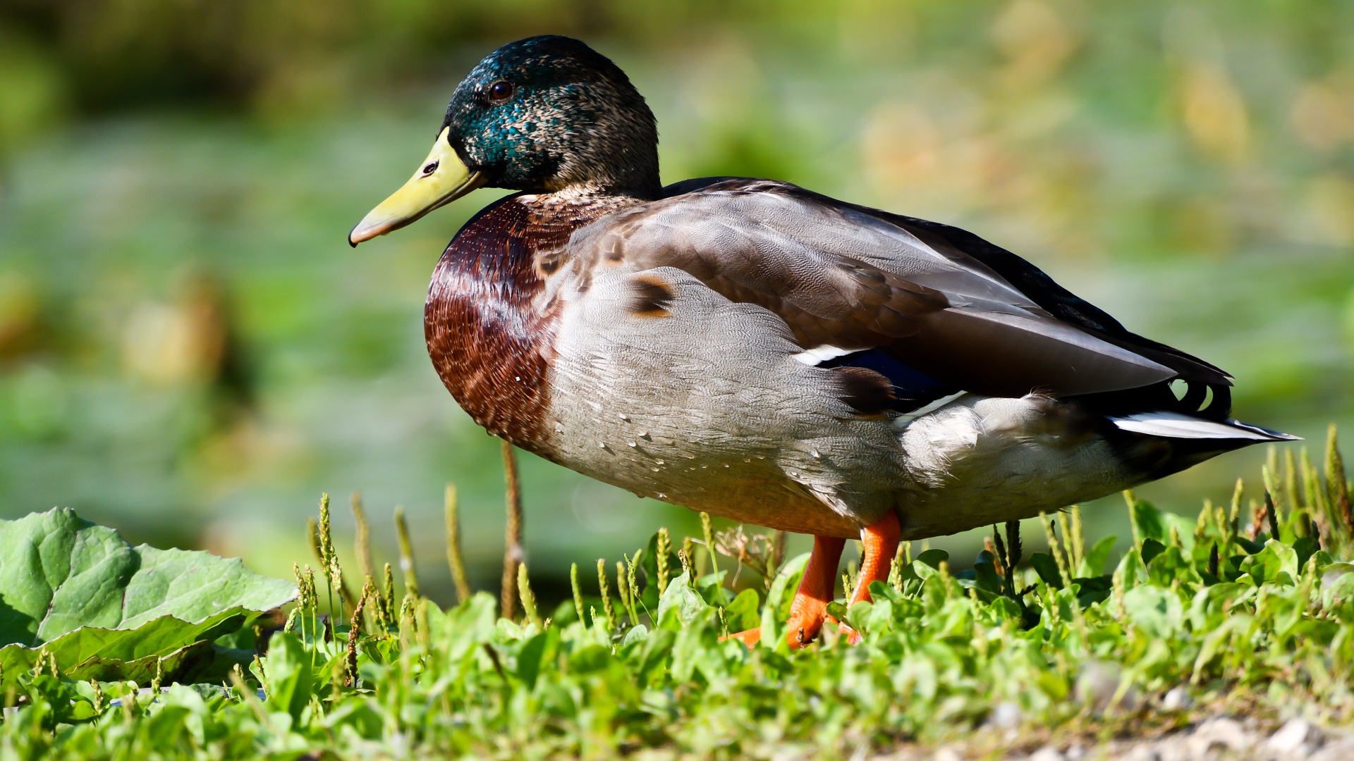 Дикий селезень на траве в лучах солнца