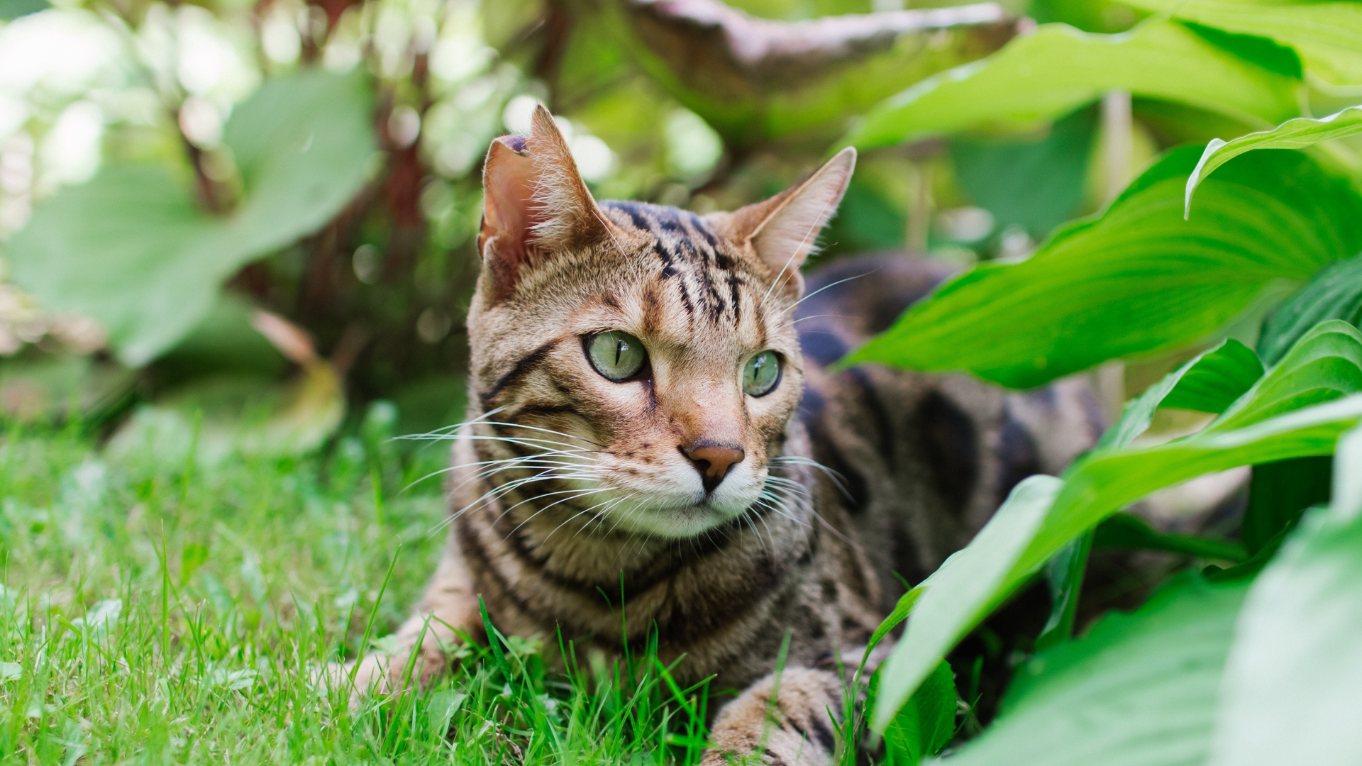 Beautiful bengal cat lies on the grass