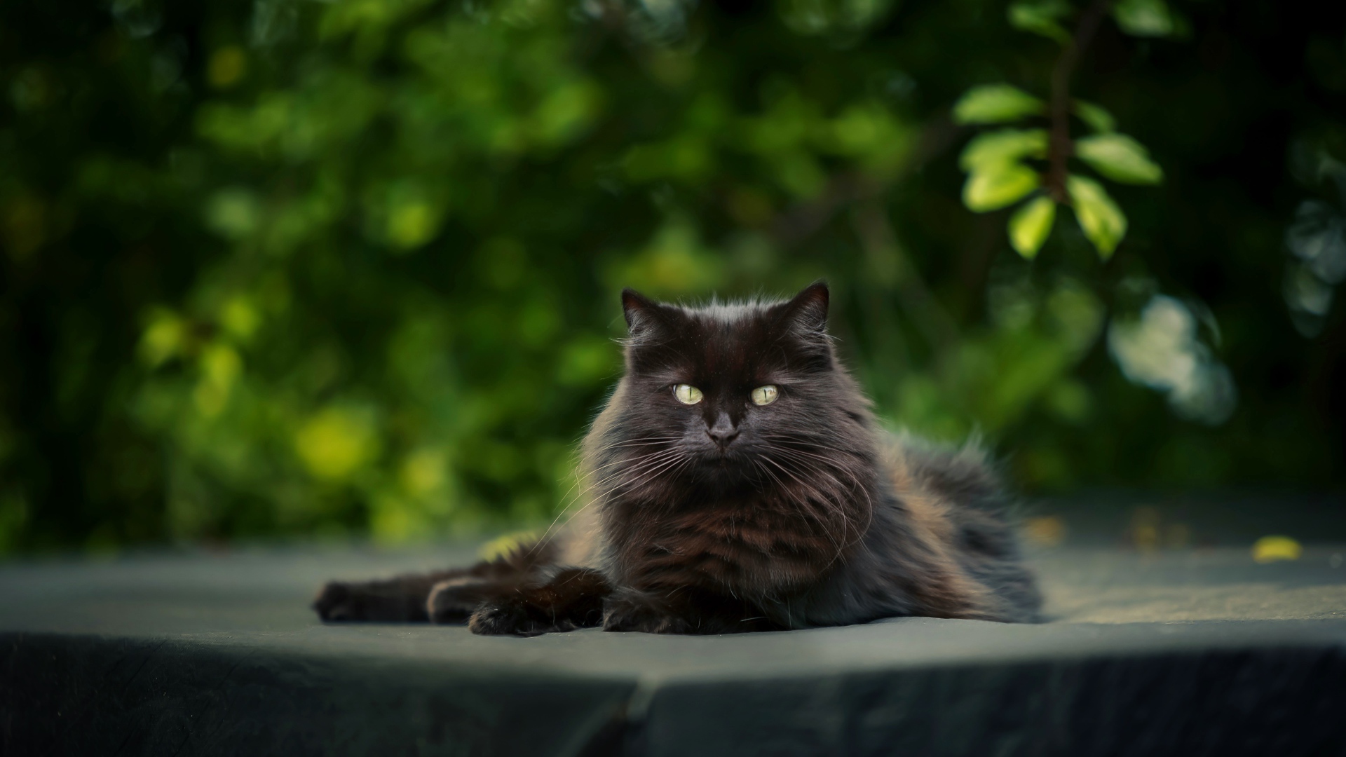 Красивый черный кот лежит на столе 