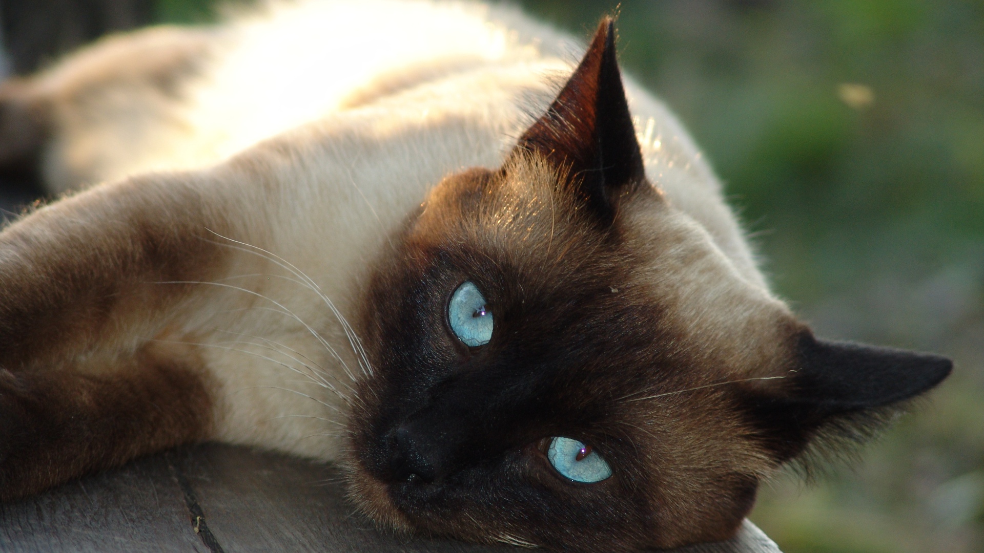 Красивый голубоглазый сиамский кот лежит на лавке 