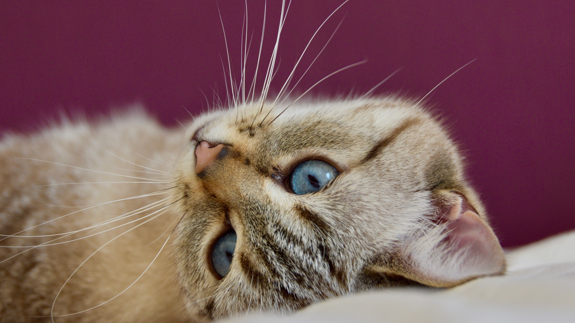 Красивая голубоглазая кошка лежит на кровати