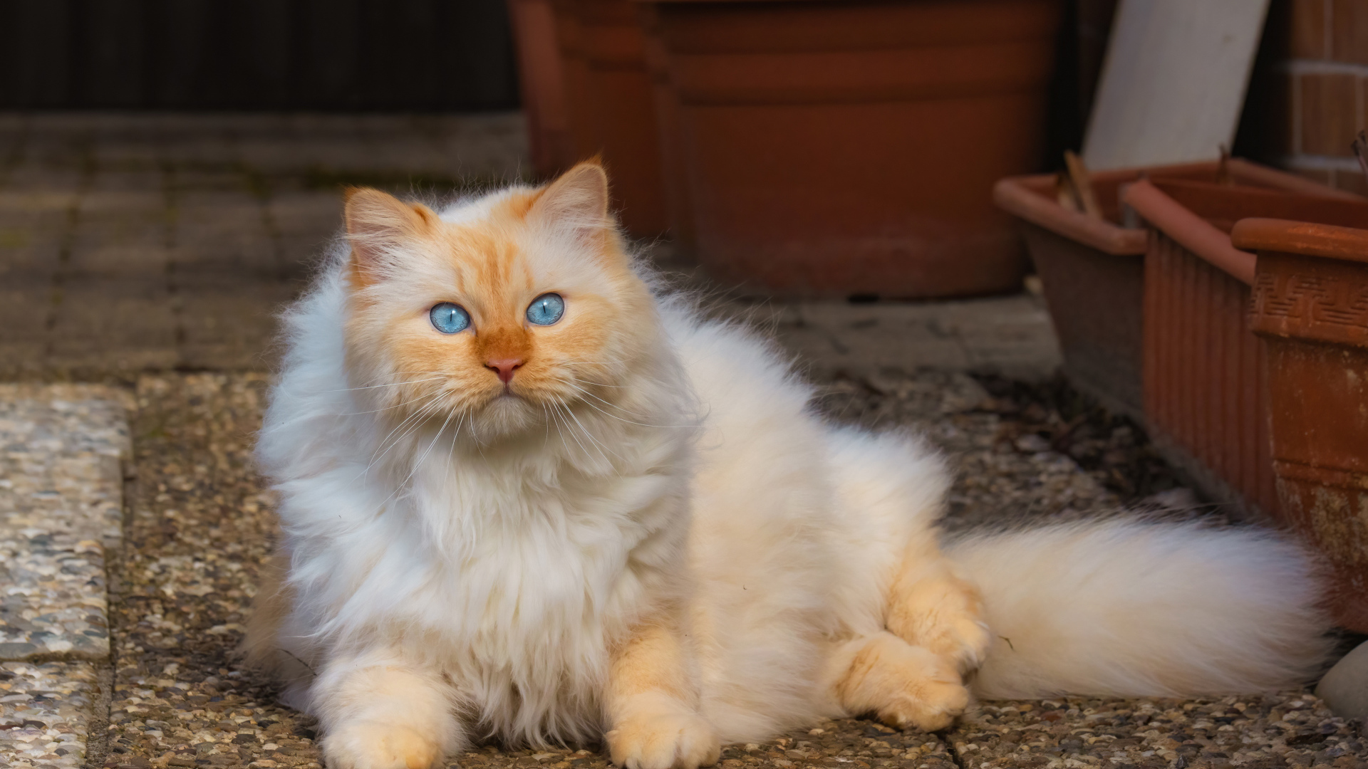 Красивый пушистый голубоглазый рыжий кот