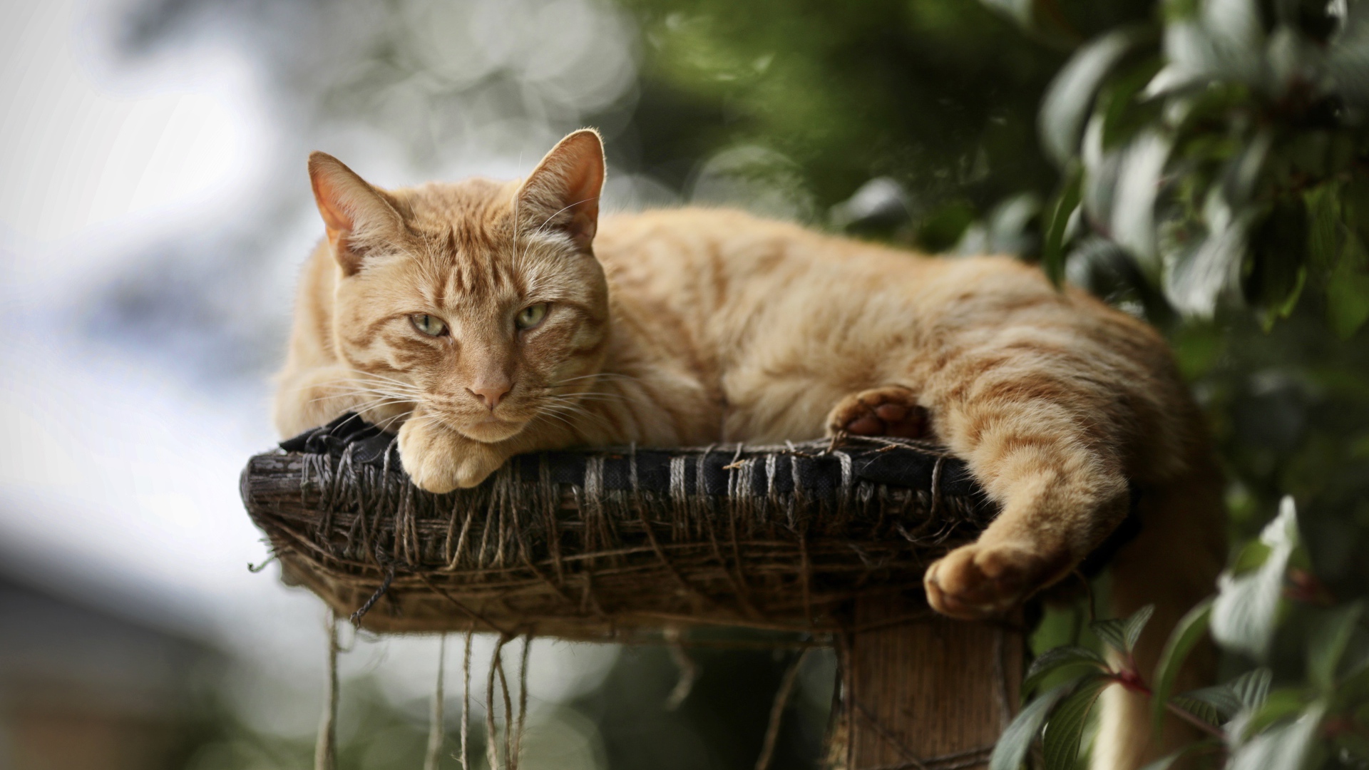 Красивый рыжий кот на лежанке 