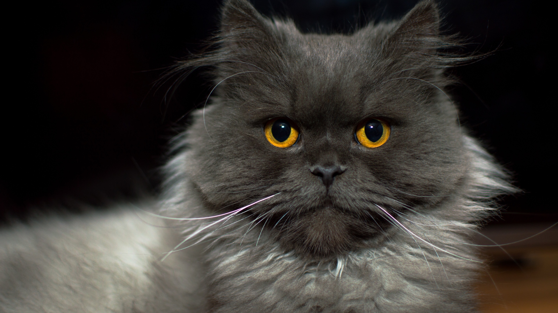 Большой пушистый породистый кот с желтыми глазами 