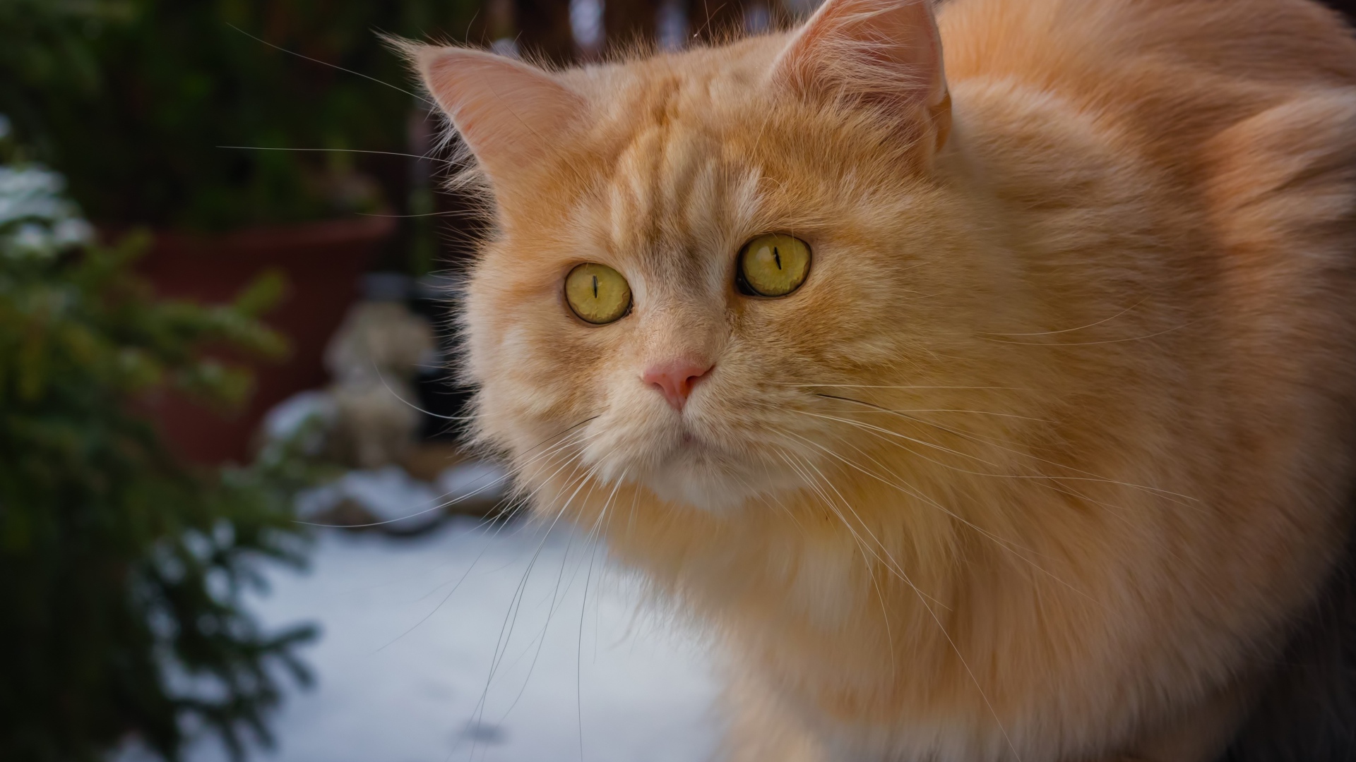 Большой рыжий кот с красивыми рыжими глазами