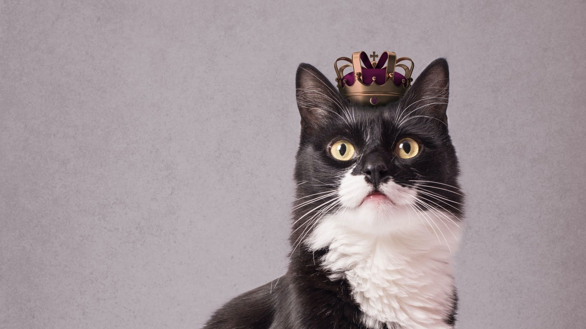 Черно-белый кот с короной на голове на сером фоне 