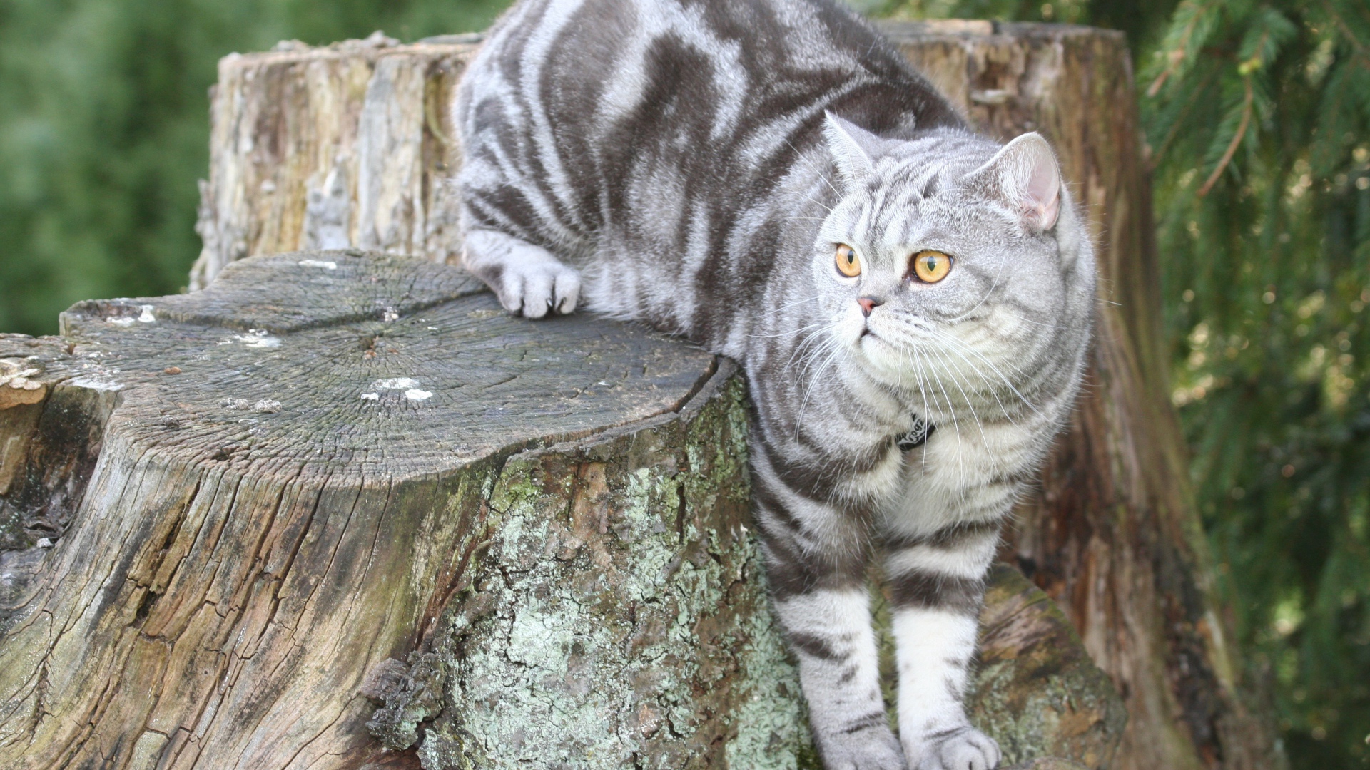 Полосатый британский кот сидит на пне 